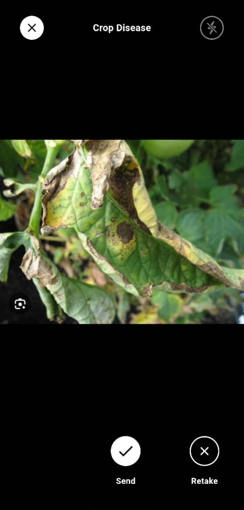 Crop Disease Detection